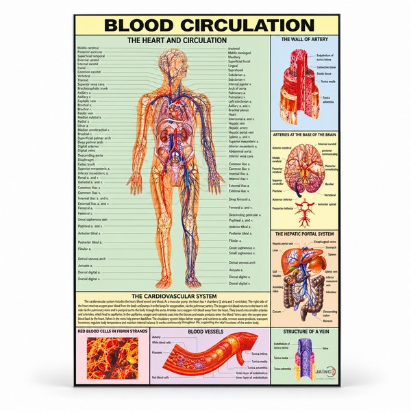 Blood Circulation Chart